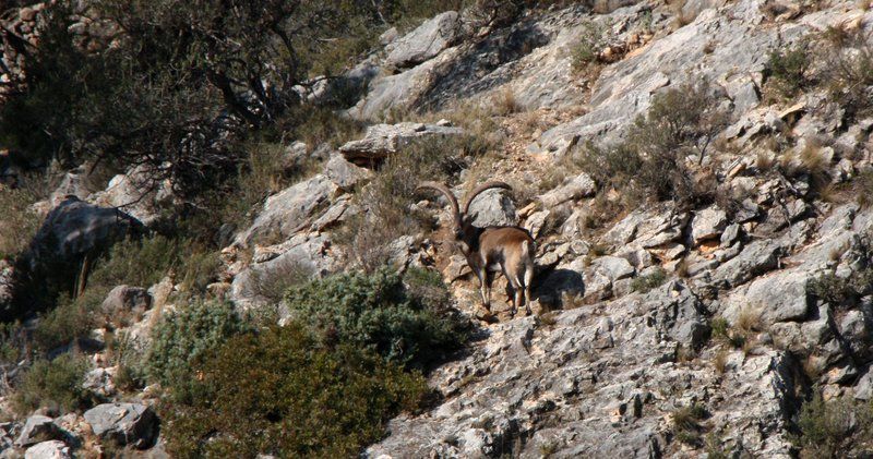 Los cazadores critican que no se ha actuado contra la sarna de las cabras en el Puerto