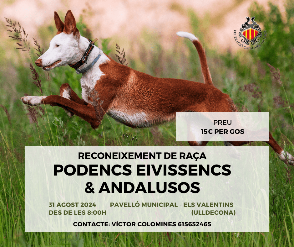 Reconocimiento de raza podenco ibicenco o podenco andaluz